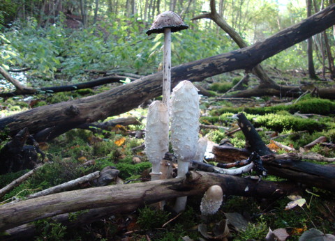 Fungi Family near Lacy's Caves